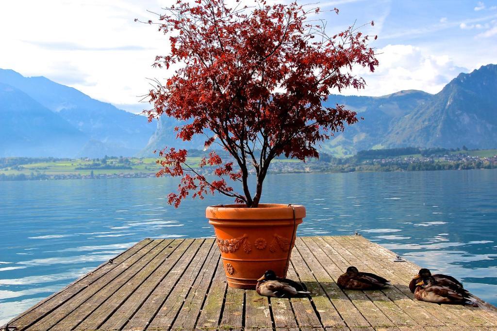 Hotel Restaurant Bellevue Au Lac Thun Exterior photo